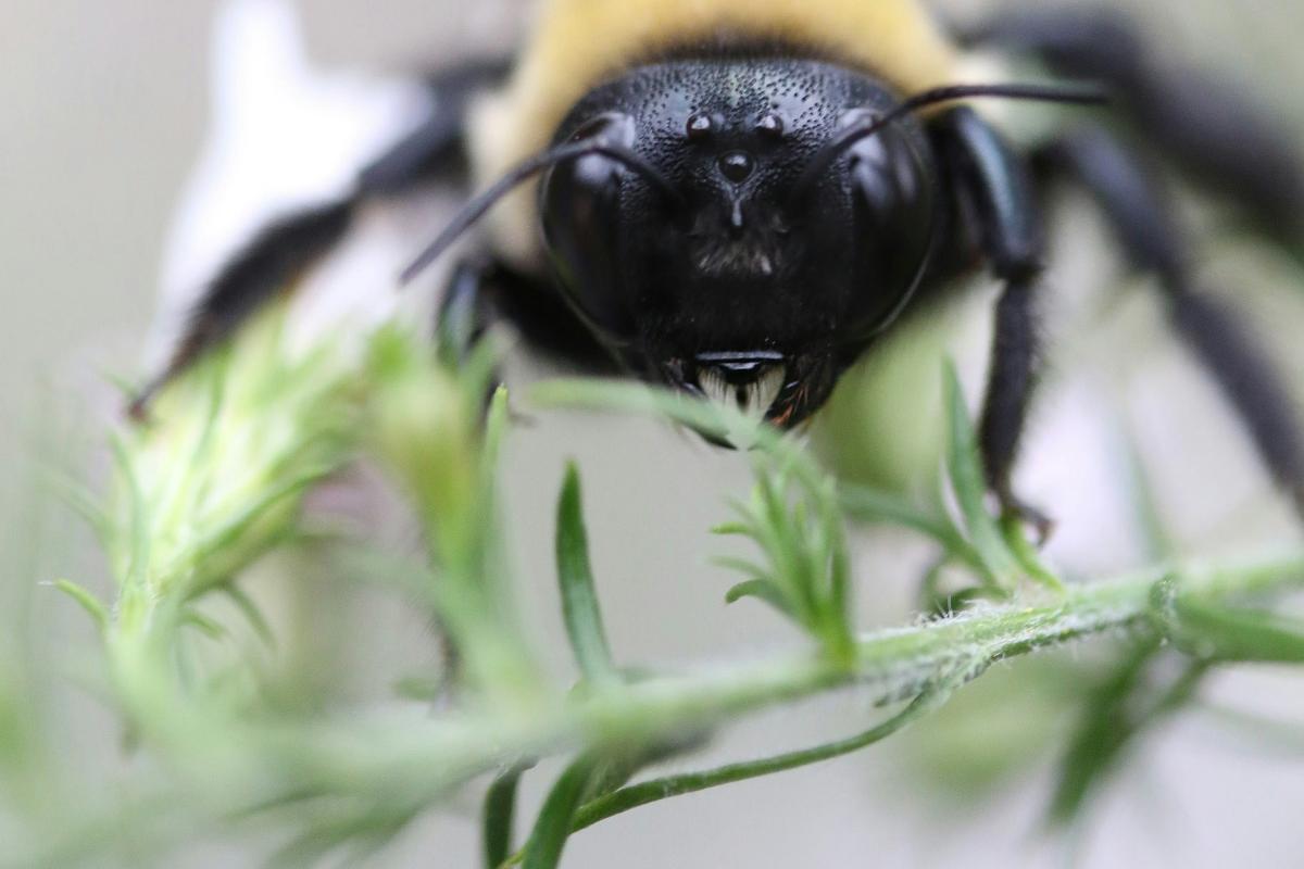 Bee Reel close up of bee on a green shoot