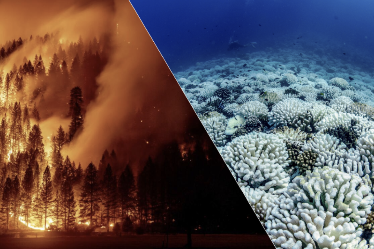 Split photo of a wildfire and coral reef