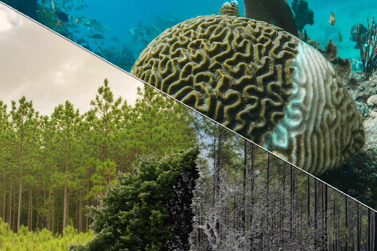 Split screen coral reef and forest