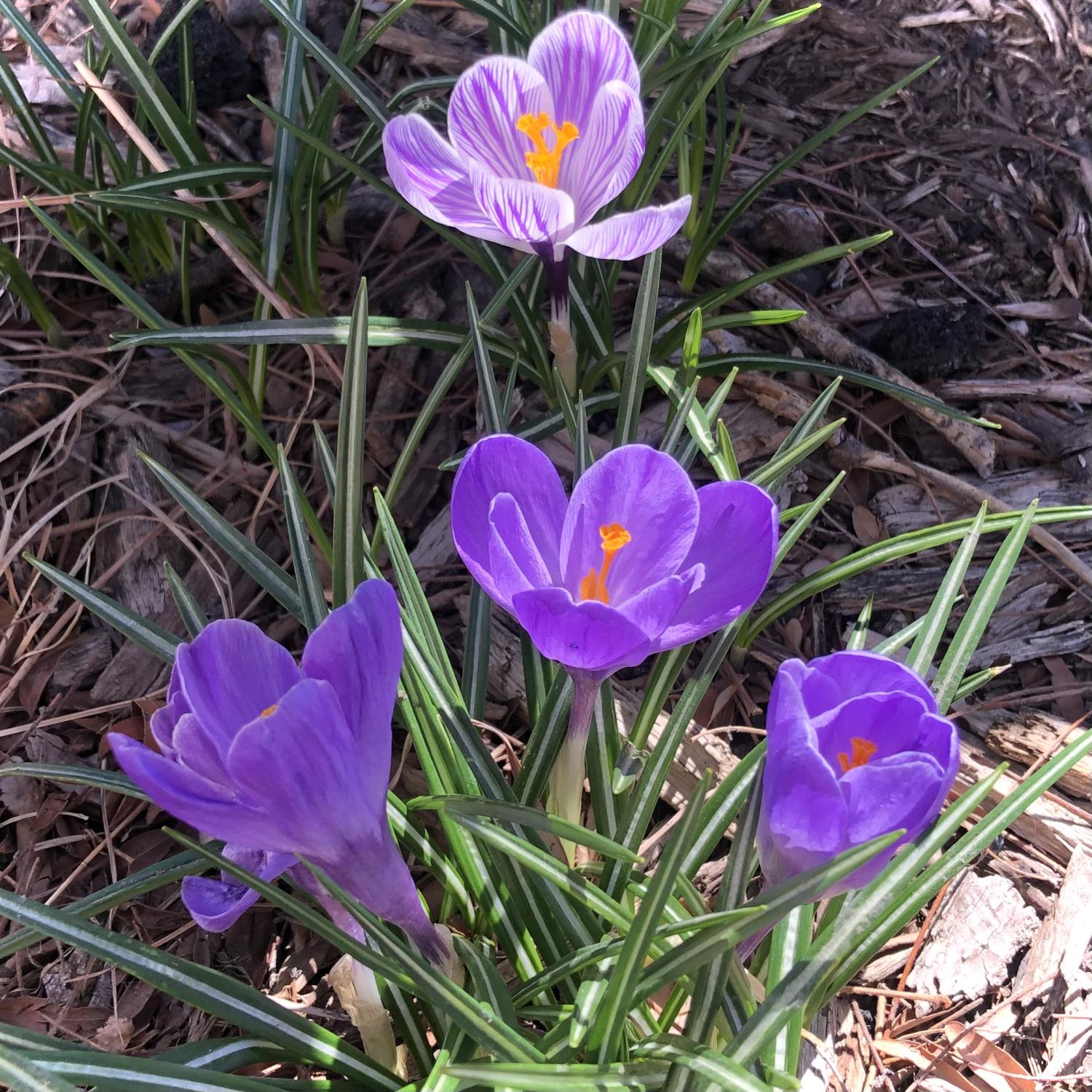 Photo of 4 purple crocuses blooming in mulch