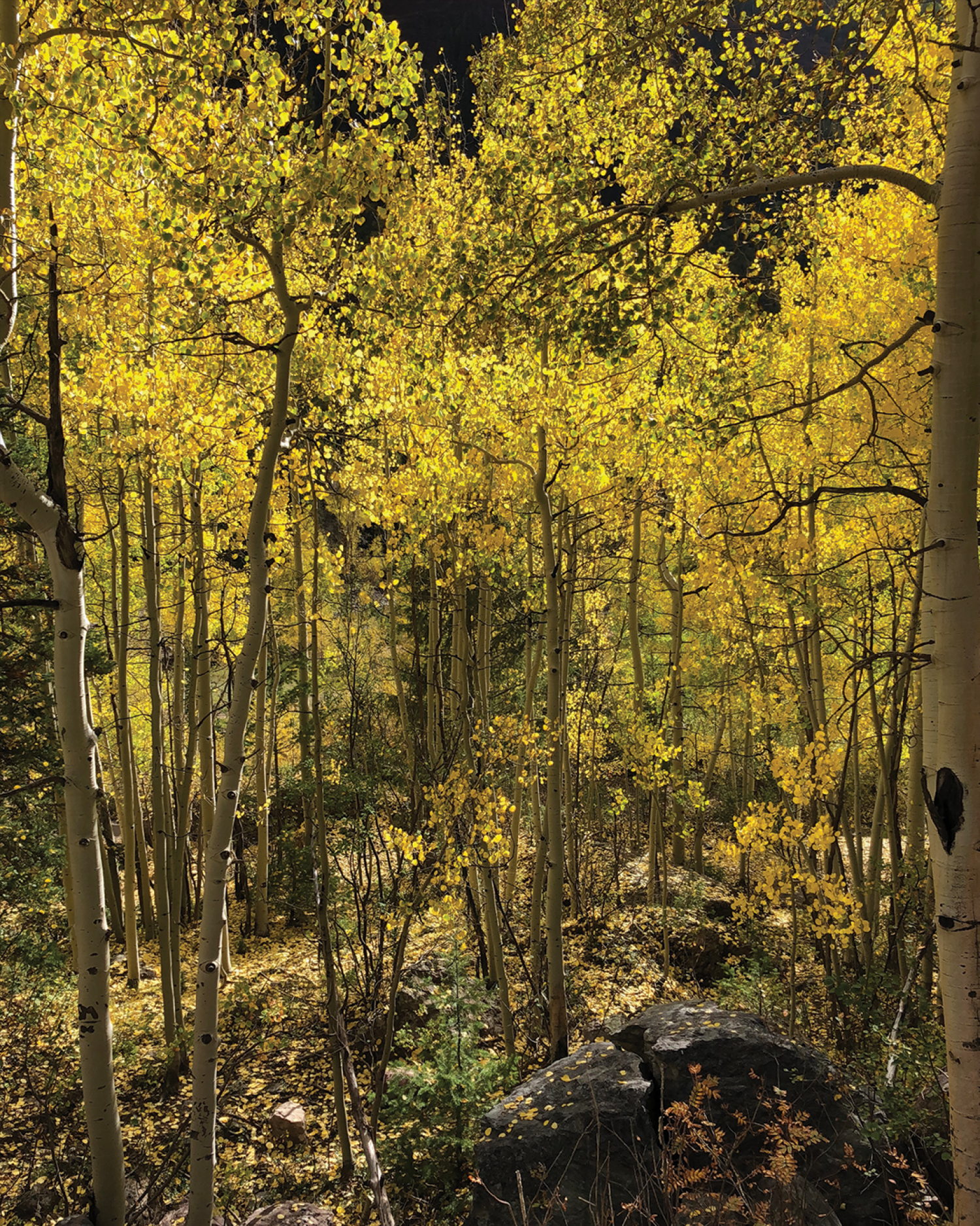Photo of aspen trees in fall
