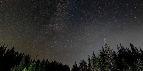 Photo of a star filled sky with evergreen trees in the foreground