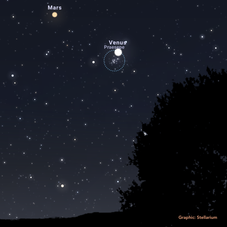 Graphic from Stellarium showing the western horizon with the silhouette of a tree with Mars, Venus and the Beehive cluster 