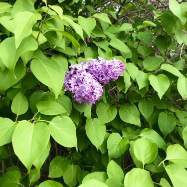 Photo of a lilac bush in bloom