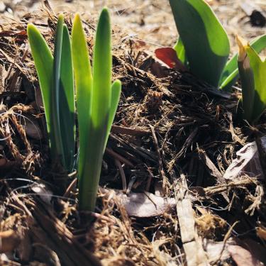 Photo of green plant shoots coming up from the ground and backlit by the sun