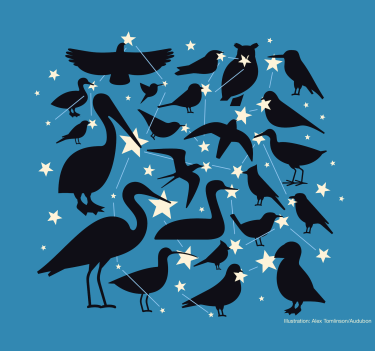 Graphic showing different birds with stars and lines that look like constellations against a blue background