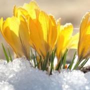 Photo of yellow crocuses in the snow