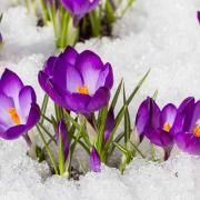 Photo of purple crocuses in the snow