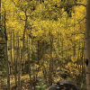 Photo of aspen trees in fall
