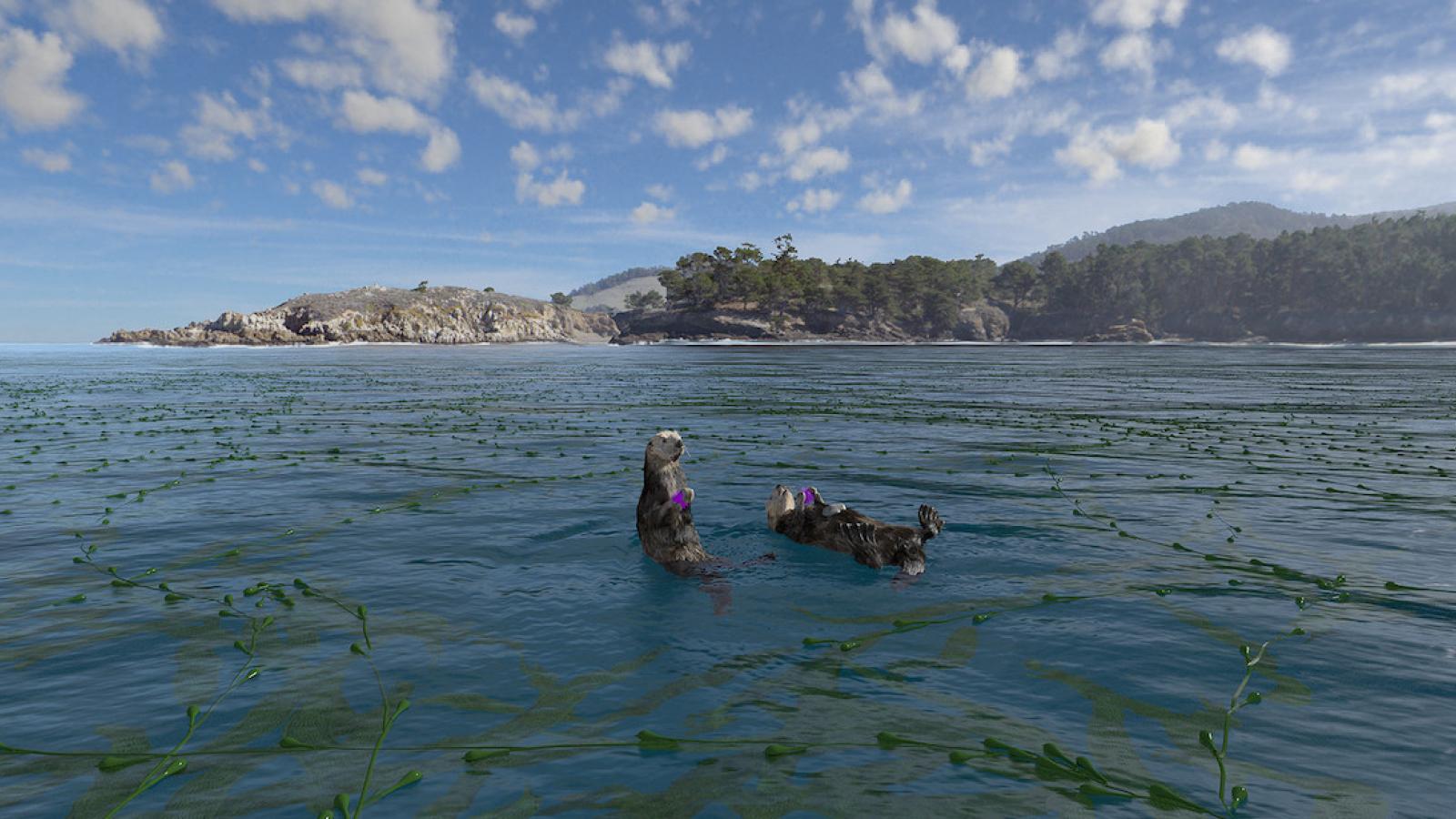 Still image of the film with two otters floating amongst the sea weeds with coast in the background