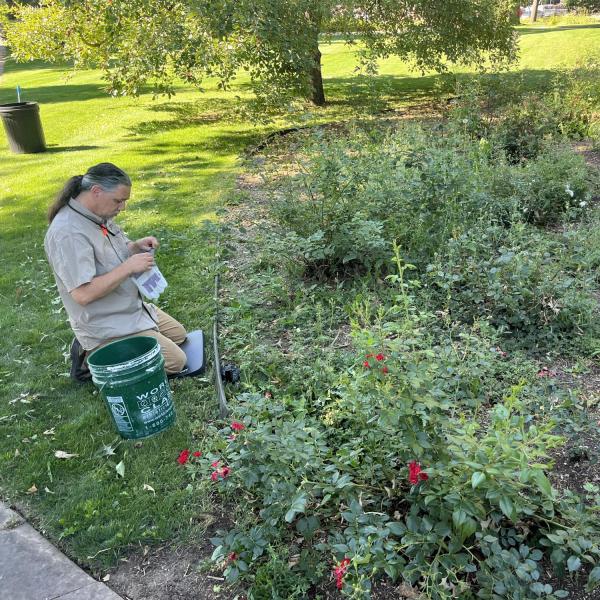 before weeding