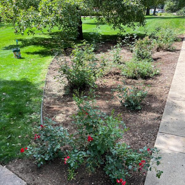 after weeding
