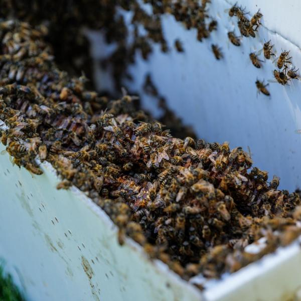 Bee extraction