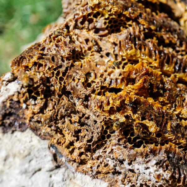 Bee extraction
