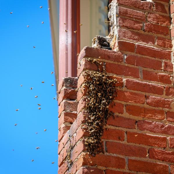Bee extraction