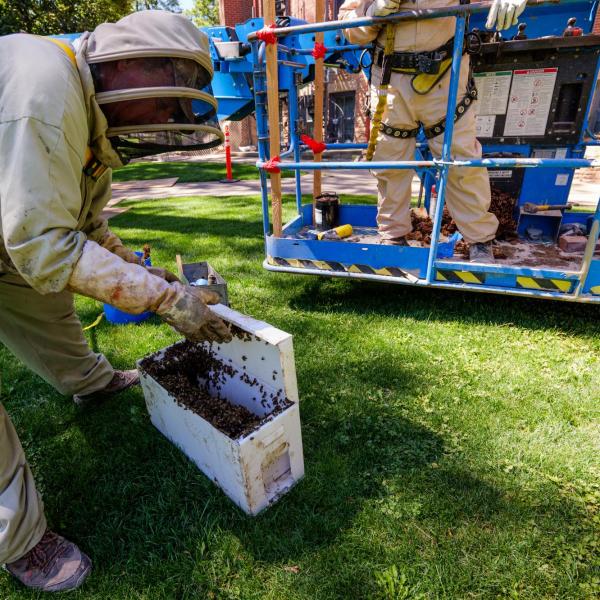 Bee extraction