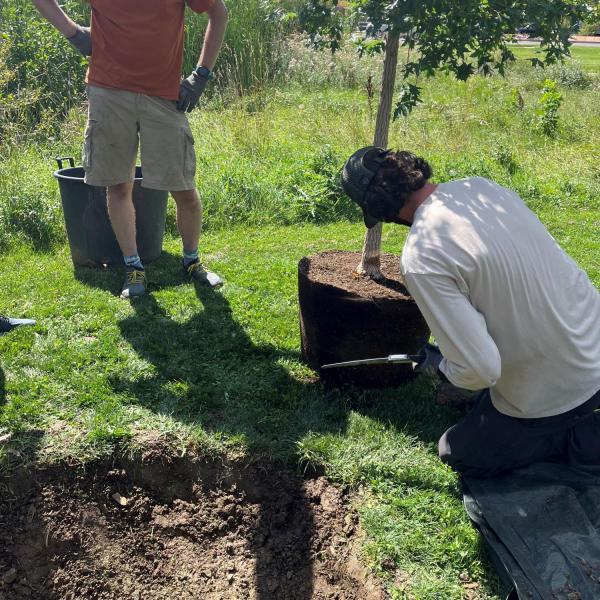 tree planters -