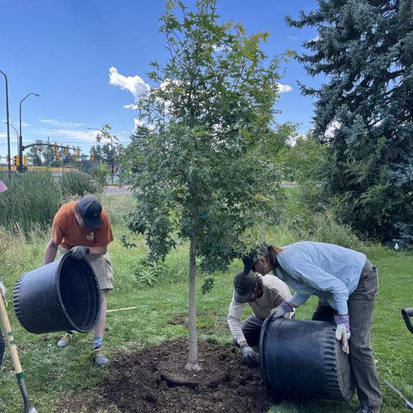 tree planters