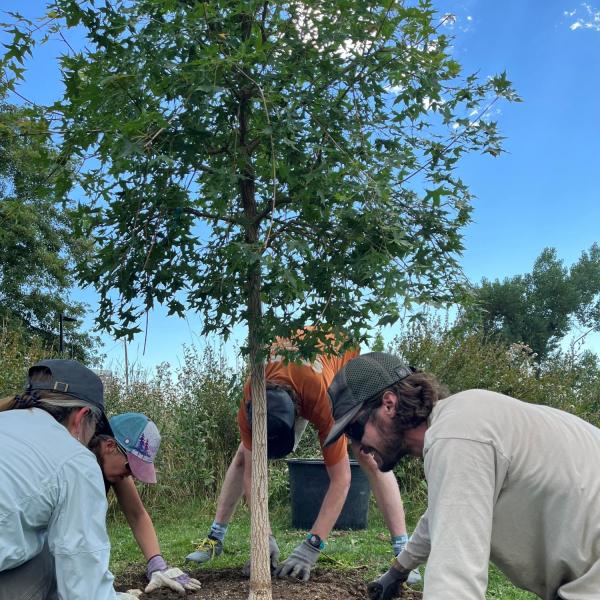 tree planters