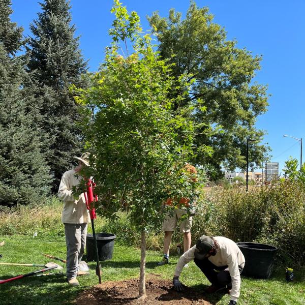 tree planters