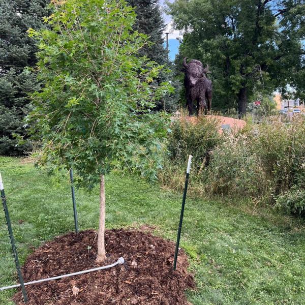 tree planters