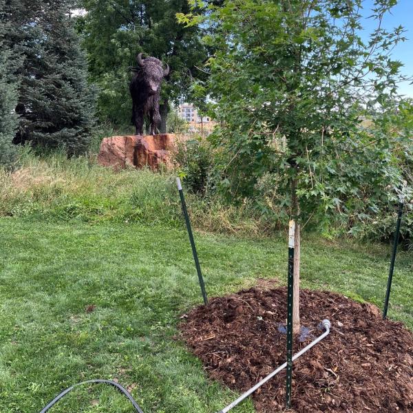 tree planters