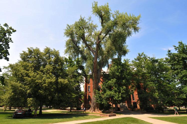 old main cottonwood