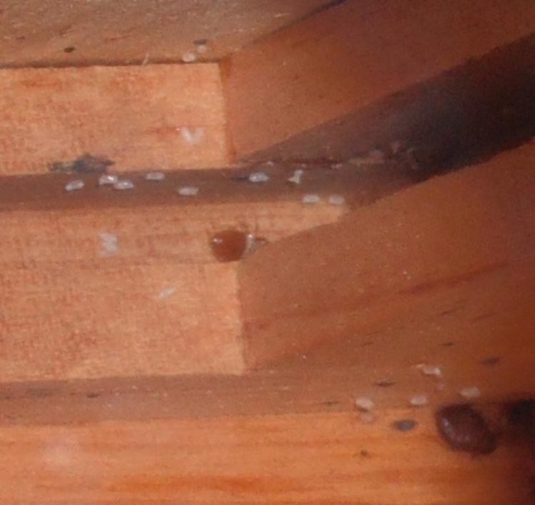 Eggs