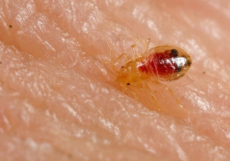 Nymph