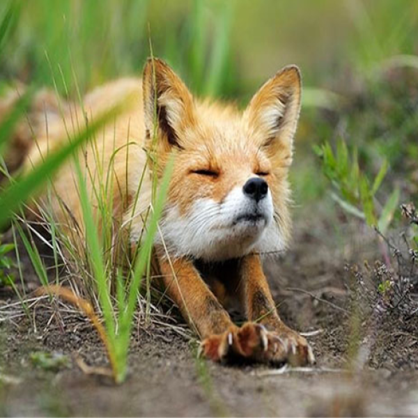 stretching fox