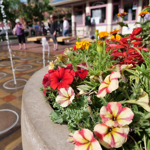 Flowers near Pearl Street fountain in Boulder