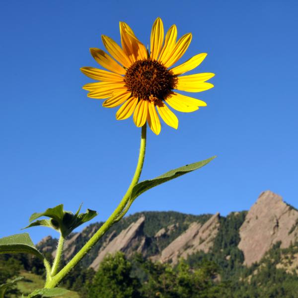 Sunflower in front of the Flatirons