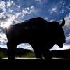 Buffalo Statue
