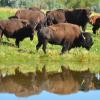 herd of bison