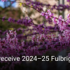 Image of cherry blossoms in spring