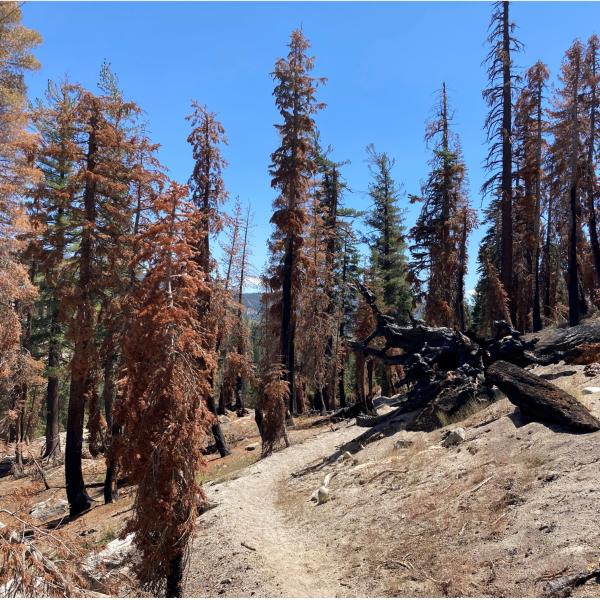 California's Sierra Nevada that burned in the Rainbow Fire in 1992.