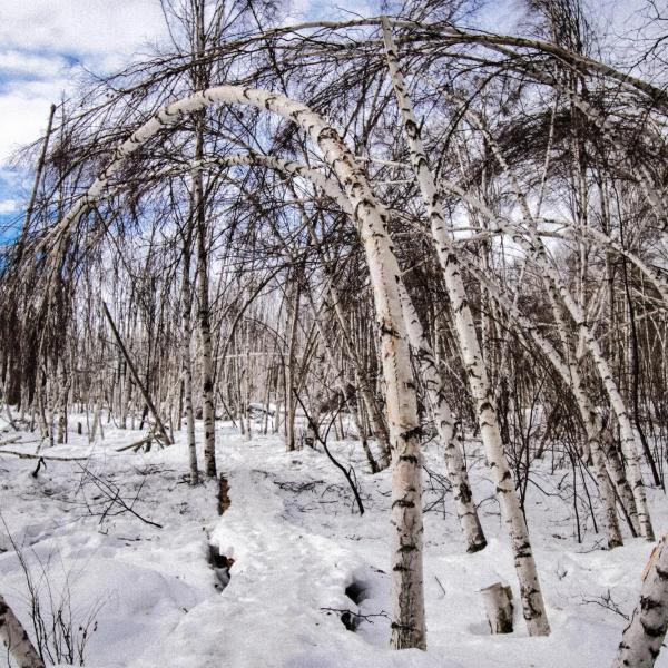 bent over trees in arctic forest