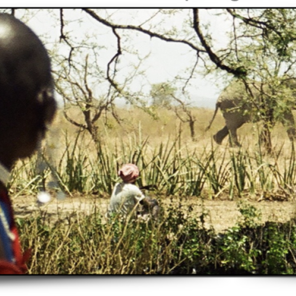Elephants passing by African field with African onlookers