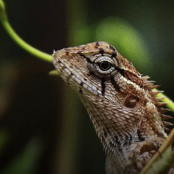 lizard