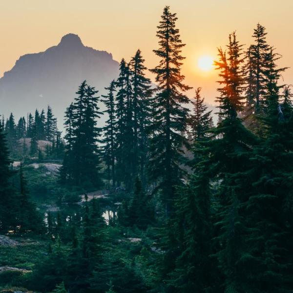 Morning mountain scene with pond and forest