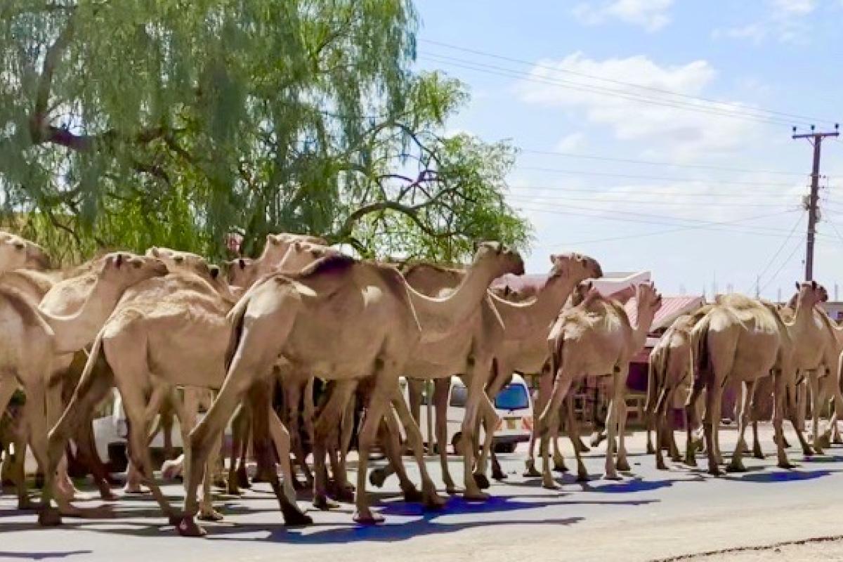 Camels