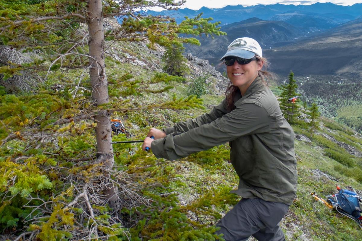 Woman drilling a hole in a small tree in the mountains