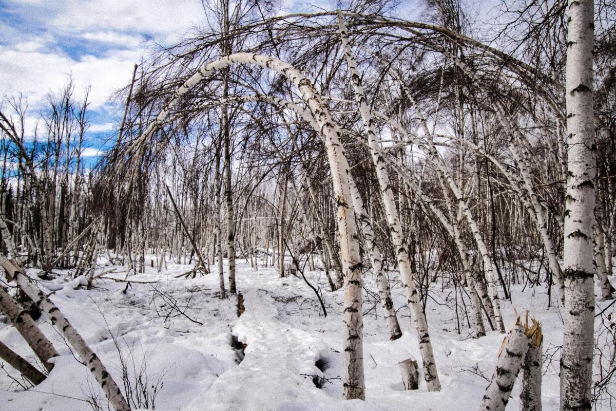 bent over trees in arctic forest