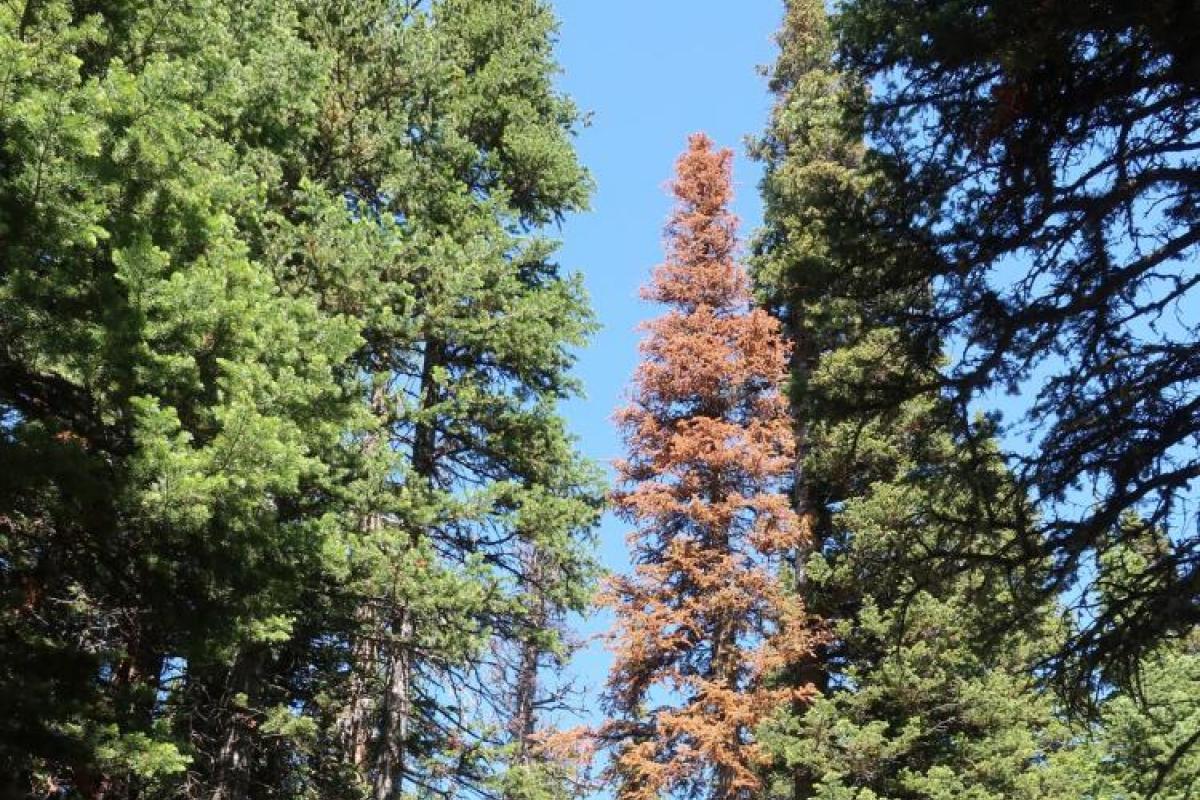 Dead tree in a forest