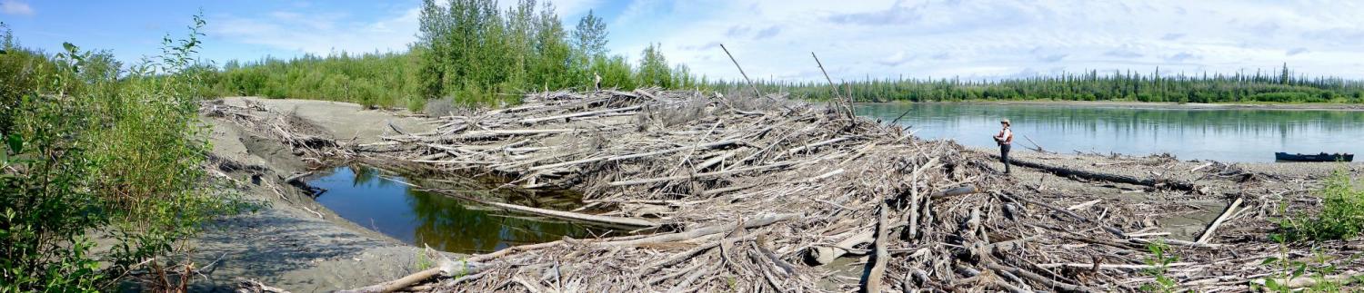 River jammed with deadwood