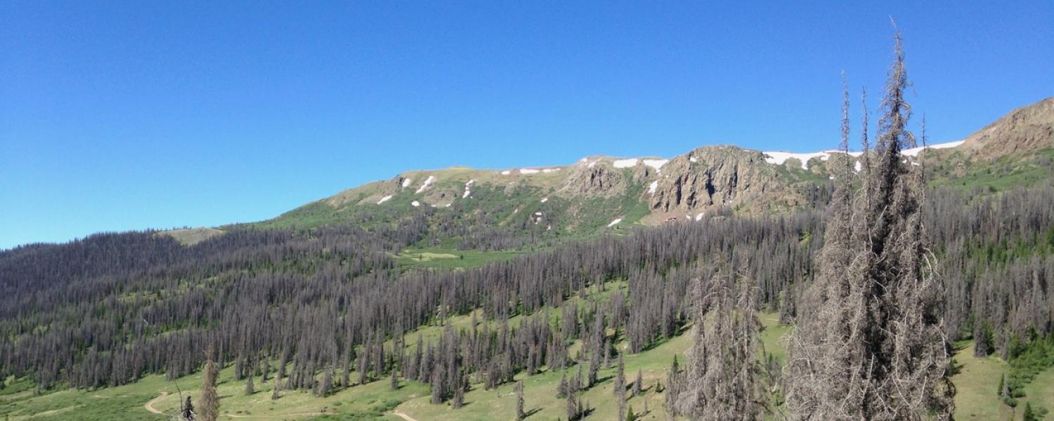 Mountain landscape with stands of beetle kill trees