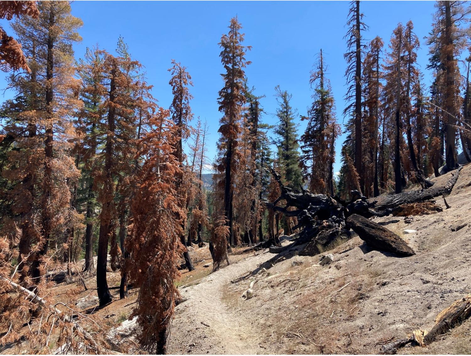 California's Sierra Nevada that burned in the Rainbow Fire in 1992.