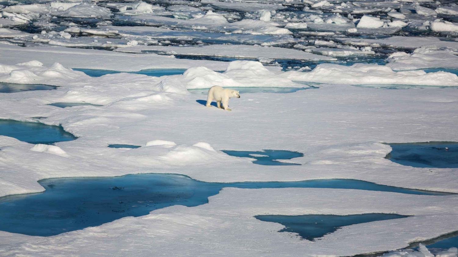 Polar bear on ice in the Arctic