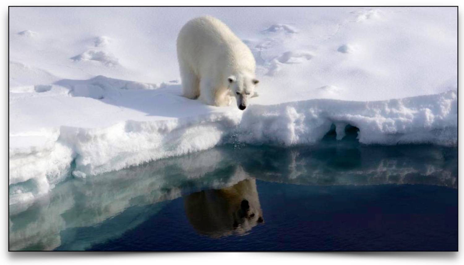 Polar bear looking into the water