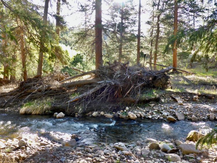 Tree debris on creek bank.